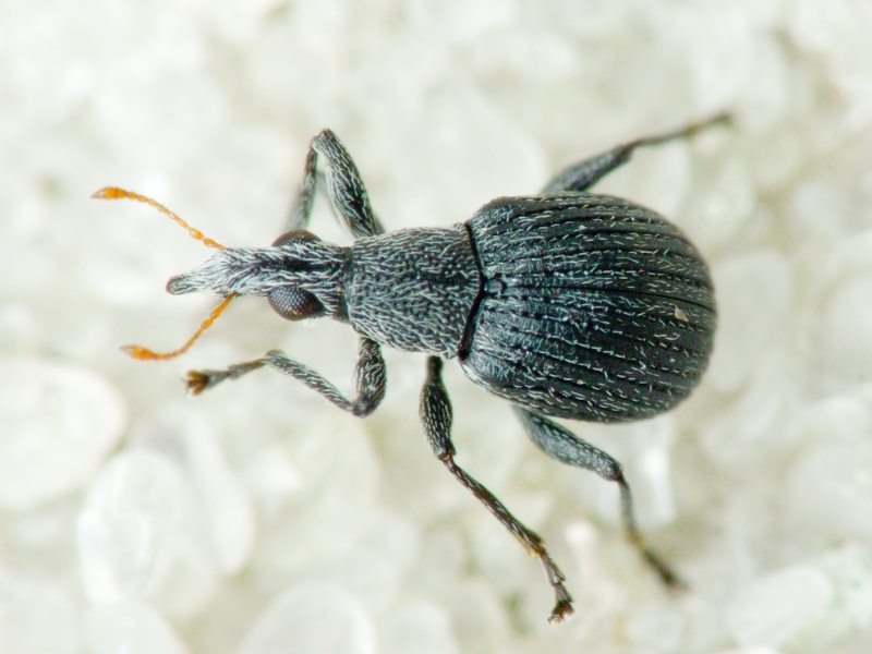 Oxystoma craccae (Linnaeus, 1767)